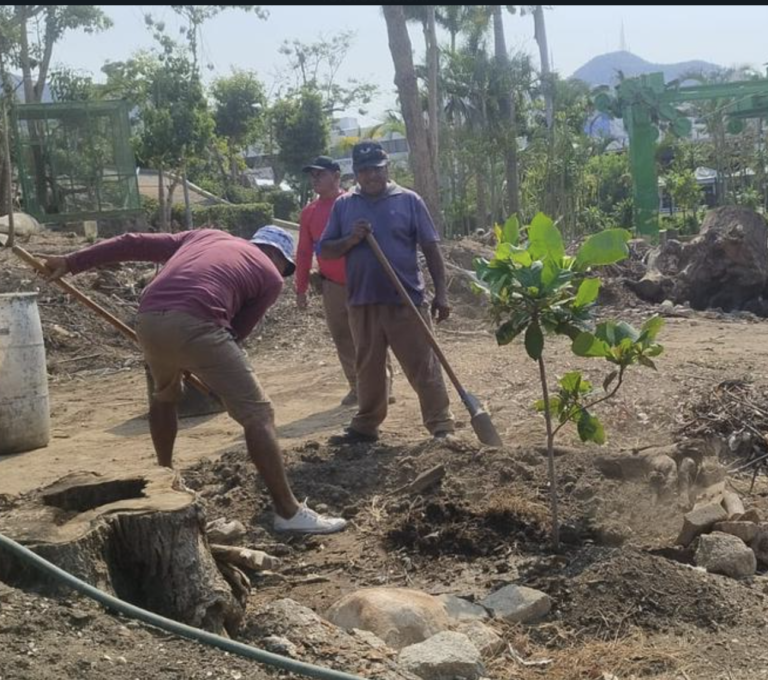 Se genera abono de los troncos derribados por Otis para la reforestación del Parque Papagayo